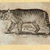 Cats.