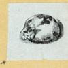Cats.