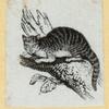 Cats.