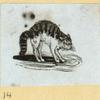 Cats.