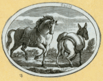 Donkeys, horses, and mules.