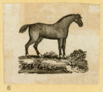 Donkeys, horses, and mules.