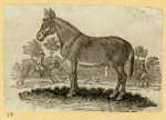 Donkeys, horses, and mules.