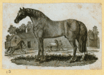 Donkeys, horses, and mules.
