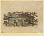 Horses.
