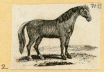 Bears, horses, donkeys, and buffalo.