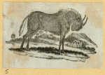 Bears, horses, donkeys, and buffalo.