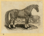 Bears, horses, donkeys, and buffalo.