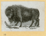 Bears, horses, donkeys, and buffalo.