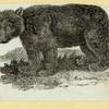 Bears.