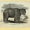 Bears.