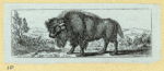 Bears.