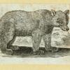 Bears.