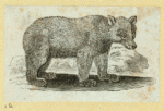 Bears.