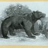 Bears.