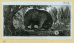 Bears.