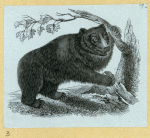 Bears.