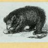 Bears.