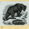 Bears.