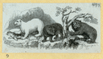 Bears.