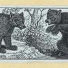 Bears.