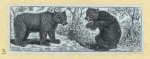 Bears.