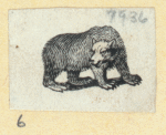 Bears.