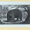 Bears.
