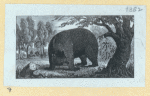 Bears.