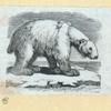 Bears.