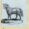 Rams.