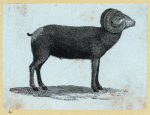 Rams.