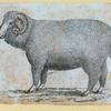 Rams.