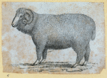 Rams.