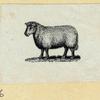 Rams.