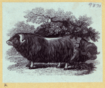Sheep.