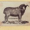 Sheep.