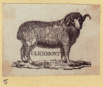 Sheep.