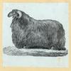 Sheep.
