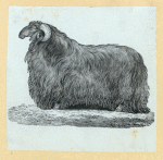 Sheep.