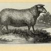 Sheep.