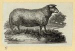 Sheep.