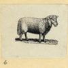 Sheep.
