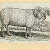 Sheep.