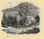 Sheep.