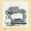 Sheep.