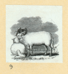 Sheep.