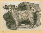 Sheep.