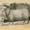 Sheep.