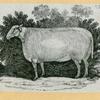 Sheep.